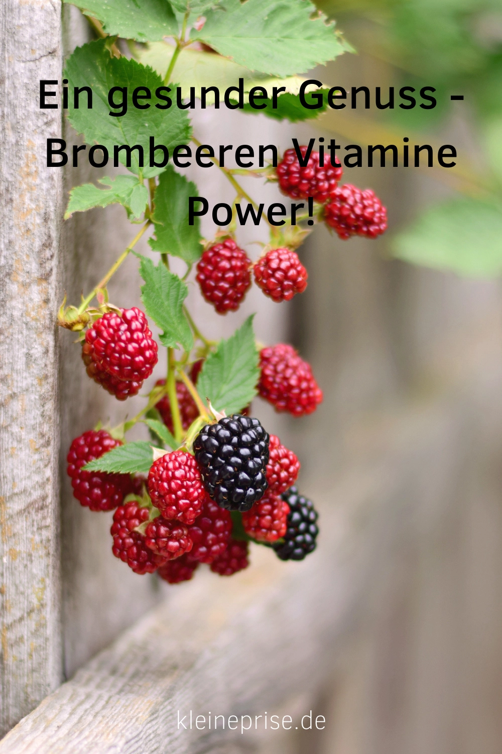 Pin es bei Pinterest: Brombeeren Vitamine