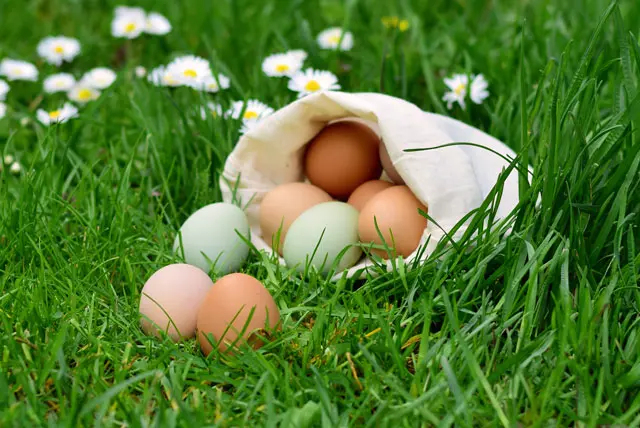 Bio-Eier und Freilandhaltung