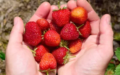 Erdbeeren haltbar machen leicht gemacht: 3 praktische Methoden