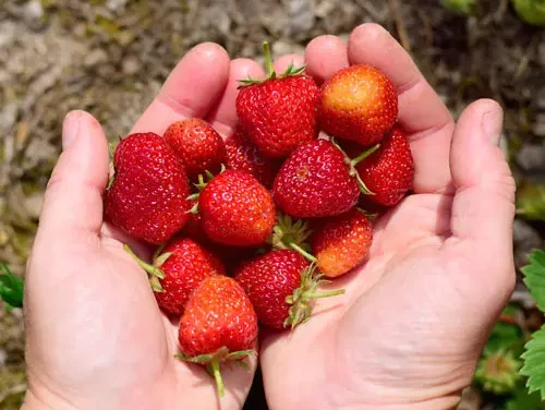 Erdbeeren haltbar machen leicht gemacht: 3 praktische Methoden