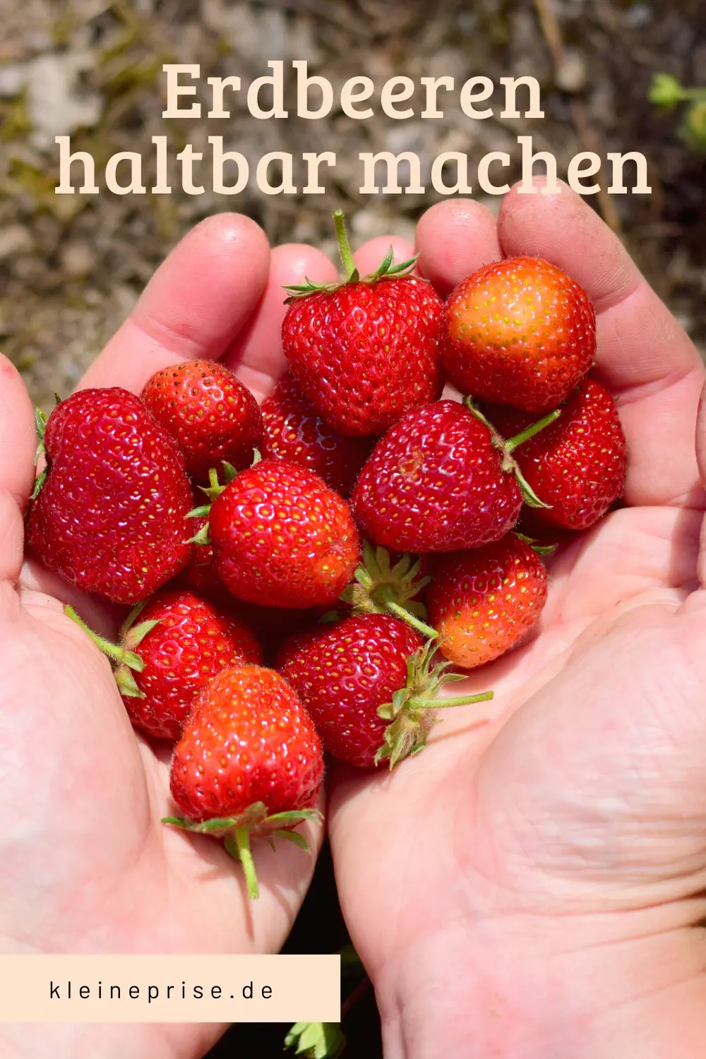 Pin es bei Pinterest: Erdbeeren haltbar machen