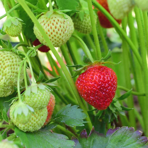Erdbeeren pflücken: Wann ist Erdbeersaison? | Kleine Prise
