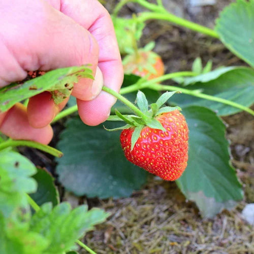 Wie pflückt man Erdbeeren