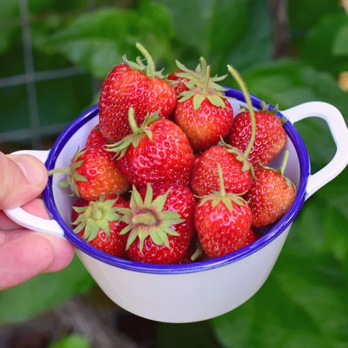 Erdbeeren pflücken: Wann ist Erdbeersaison?