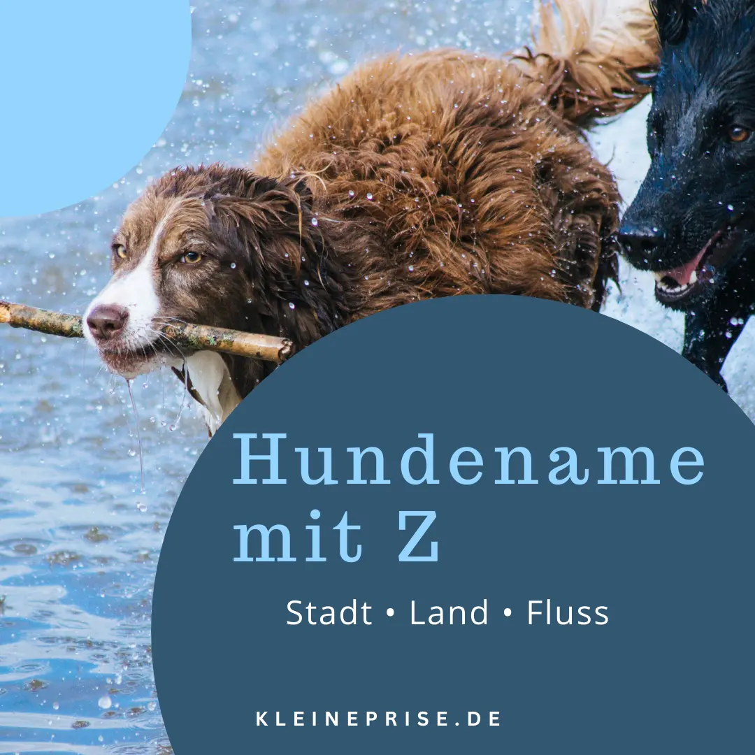Hundename mit Z – Stadt Land Fluss Hundename mit Z