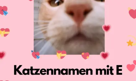 Katzennamen mit E – Stadt Land Fluss