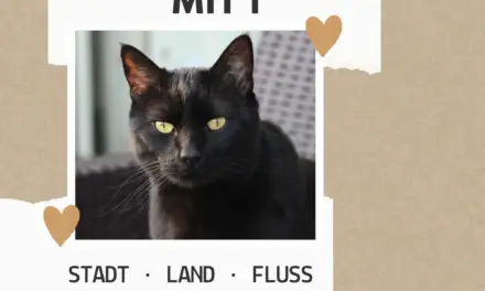 Katzennamen mit I – Stadt Land Fluss