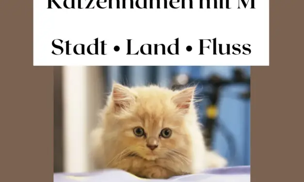 Katzennamen mit M – Stadt Land Fluss