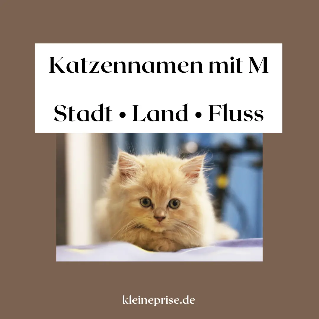 Katzennamen mit M – Stadt Land Fluss Katzennamen mit M