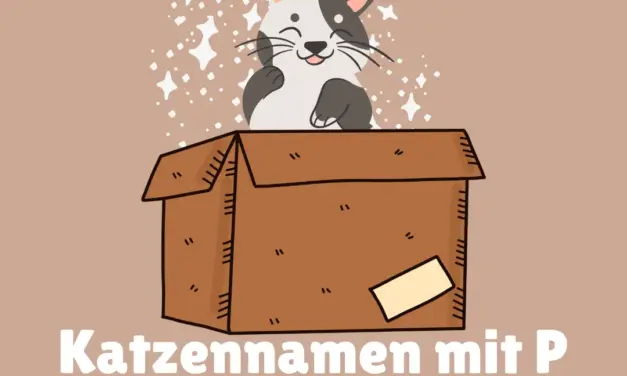 Katzennamen mit P – Stadt Land Fluss
