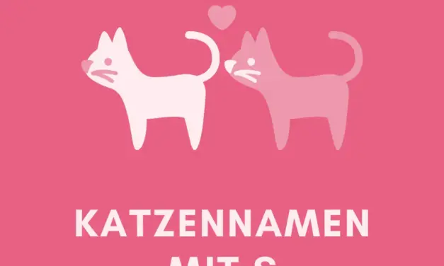 Katzennamen mit S – Stadt Land Fluss