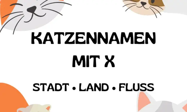 Katzennamen mit X – Stadt Land Fluss