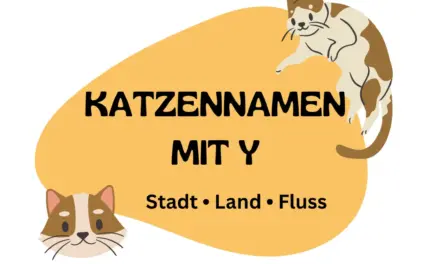 Katzennamen mit Y – Stadt Land Fluss