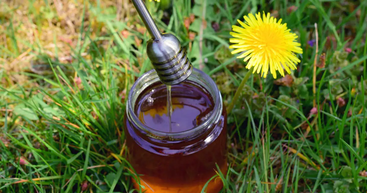 Löwenzahn Honig selber machen - 2 perfekte Rezepte