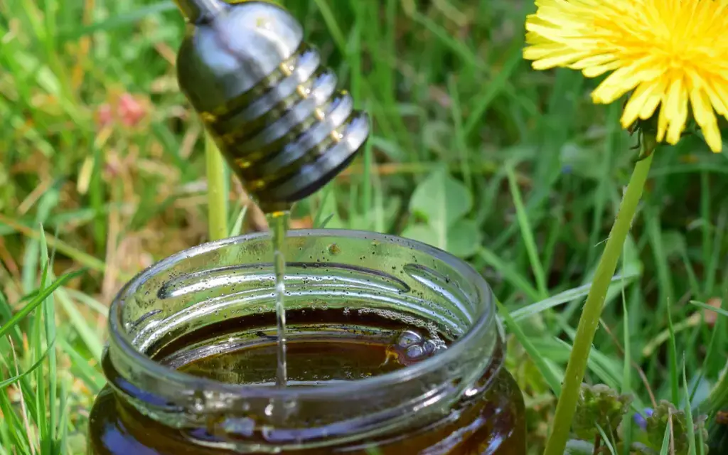 Löwenzahn Honig selber machen – einfaches Rezept