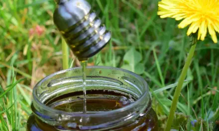 Löwenzahn Honig selber machen – einfaches Rezept