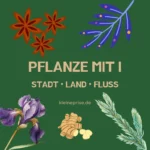 Pflanze mit I – Stadt Land Fluss