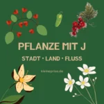 Pflanze mit J – Stadt Land Fluss