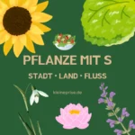 Pflanze mit S – Stadt Land Fluss