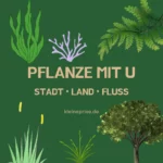 Pflanze mit U – Stadt Land Fluss