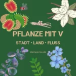 Pflanze mit V – Stadt Land Fluss