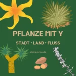 Pflanze mit Y – Stadt Land Fluss