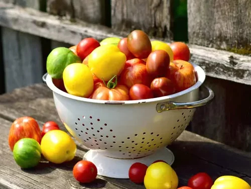 Tomaten haltbar machen leicht gemacht! – Step-by-Step