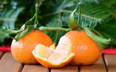 Unterschied Mandarinen Clementinen: Vergleich der Zitrusfrüchte