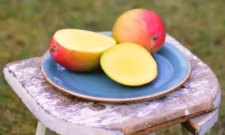 Was ist eine Mango? Lerne den Geschmack von Mangos kennen!