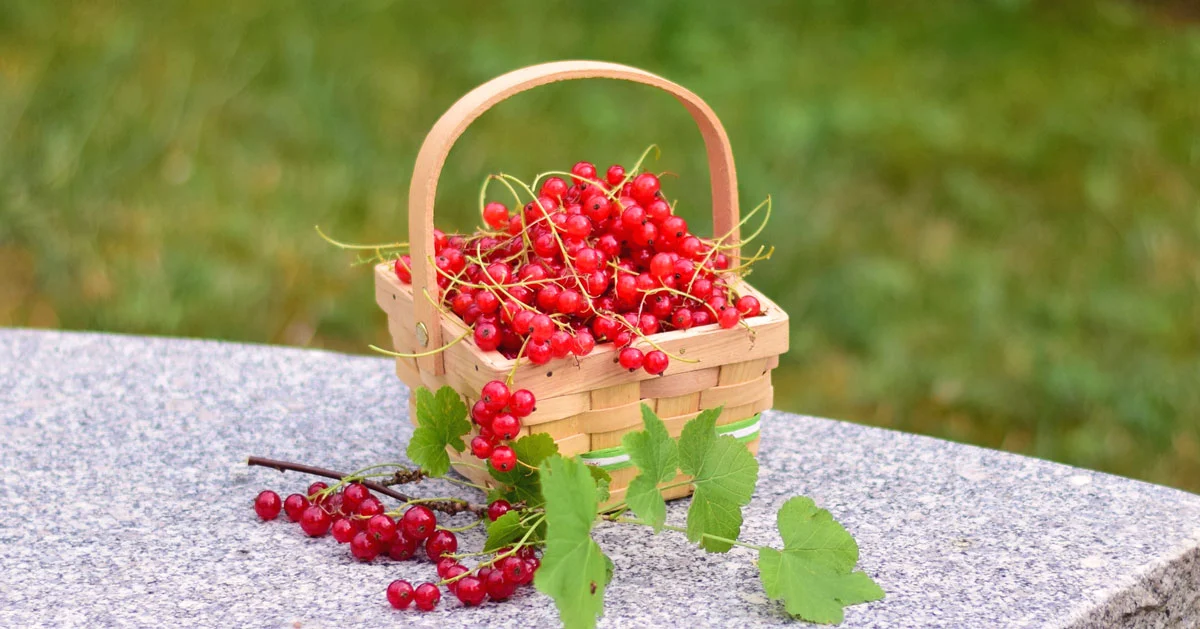 Was sind Johannisbeeren? So gesund sind Beeren 1A