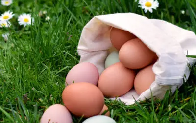 Wie lange halten Eier und wann sind Eier schlecht?