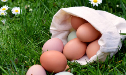 Wie lange halten Eier und wann sind Eier schlecht?