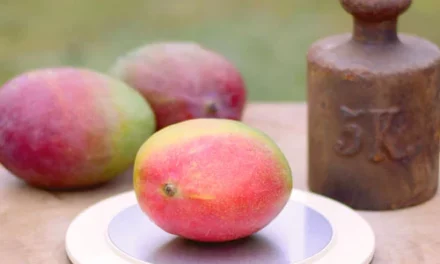 Wie viel wiegt eine Mango? Warum das Gewicht eine wichtige Rolle spielt!